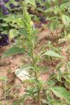 Amaranthus hybridus