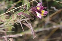 Melampyrum arvense