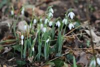 Galanthus nivalis