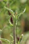 Andryala integrifolia