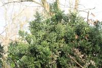 Ruscus aculeatus