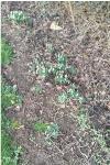 Galanthus nivalis