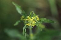 Sisymbrium officinale