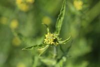 Sisymbrium officinale