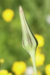Tragopogon pratensis