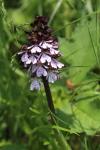 Orchis purpurea