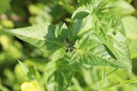 Solanum dulcamara