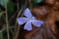 Vinca minor