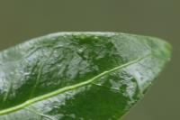 Vinca minor