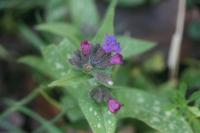 Pulmonaria longifolia