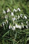 Galanthus nivalis