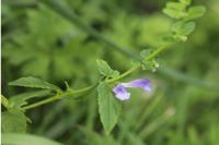Scutellaria galericulata