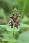 Stachys sylvatica