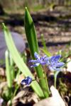 Scilla bifolia