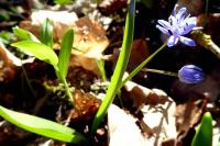 Scilla bifolia
