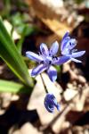 Scilla bifolia
