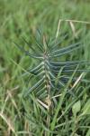 Euphorbia lathyris