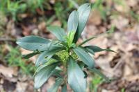 Daphne laureola