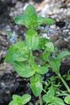 Veronica beccabunga