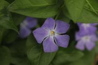 Vinca major