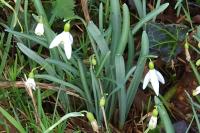 Galanthus nivalis