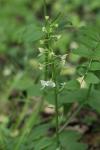 Platanthera chlorantha