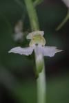 Platanthera chlorantha