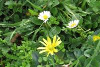 Ficaria verna