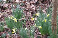 Narcissus pseudonarcissus