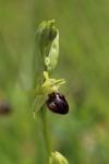 Ophrys aranifera