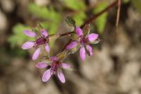 Erodium cicutarium