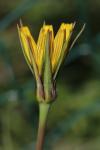 Tragopogon pratensis