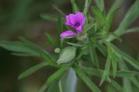 Geranium dissectum