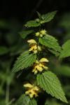 Lamium galeobdolon