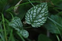 Lamium galeobdolon subsp. argentatum