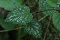 Lamium galeobdolon subsp. argentatum