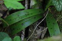 Orchis mascula