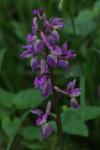 Orchis mascula