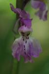 Orchis mascula