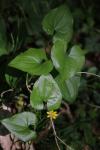 Dioscorea communis