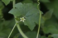 Bryonia dioica
