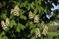 Aesculus hippocastanum