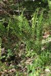 Dryopteris filix-mas