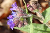 Pulmonaria longifolia