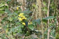 Berberis aquifolium
