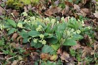 Primula vulgaris
