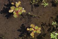 Lythrum portula