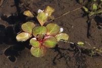 Lythrum portula