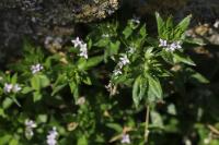 Sherardia arvensis