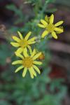 Jacobaea vulgaris